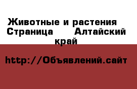  Животные и растения - Страница 12 . Алтайский край